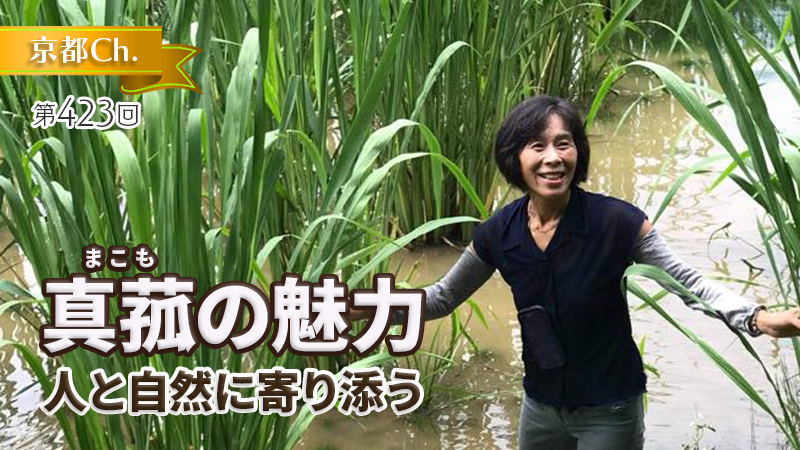 真菰の魅力〜人と自然に寄り添う